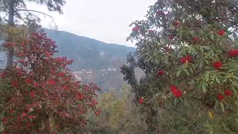 Beautiful Jungle