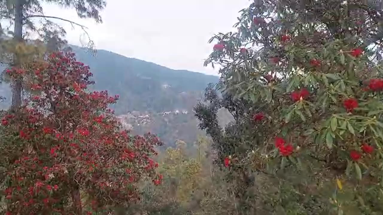 Beautiful Jungle