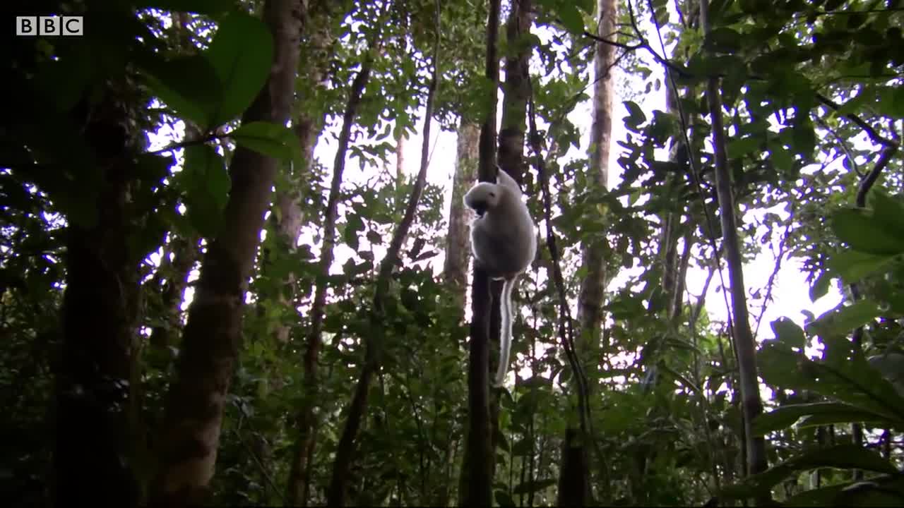 Incredibly Rare Lemurs Re-Released in the Wild | BBC Earth