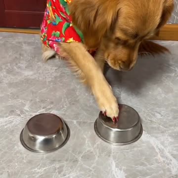 The dog's mouth is suddenly not fragrant .