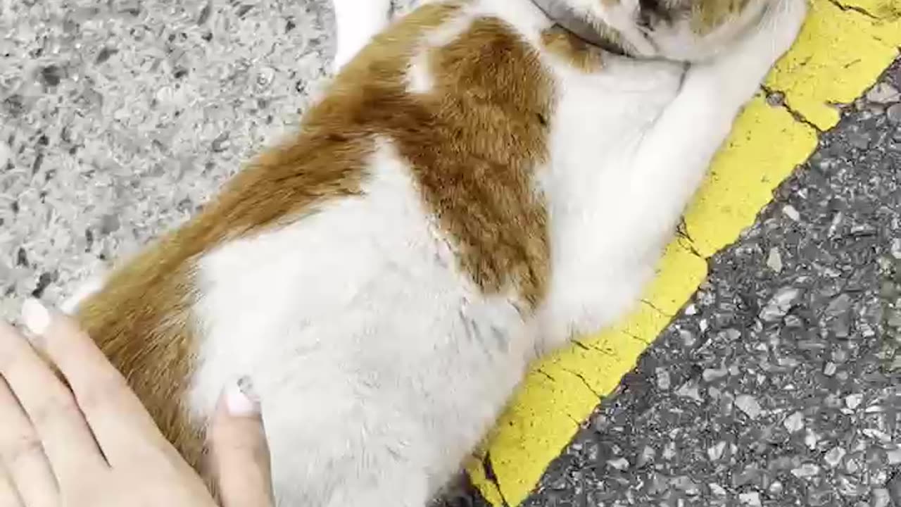 well-behaved cat