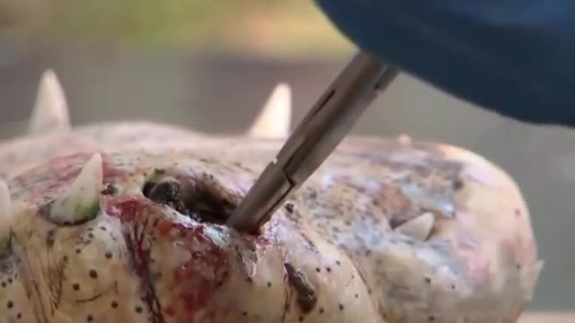 Vet Removes 3 TEETH That Got Trapped In Crocs Mouth