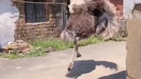 Ostrich attacks human #08