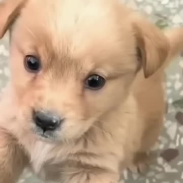 Adorable Puppy Barking for Attention! | Cutest Baby Dog Moment 🐾