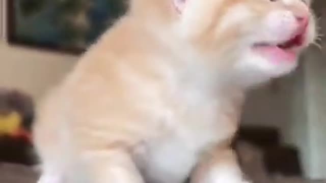 cute baby kitten video #1