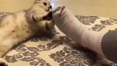 Funny, cute, cute cat, cute, cute,