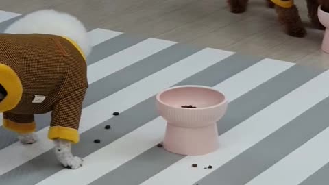 Dog at meal