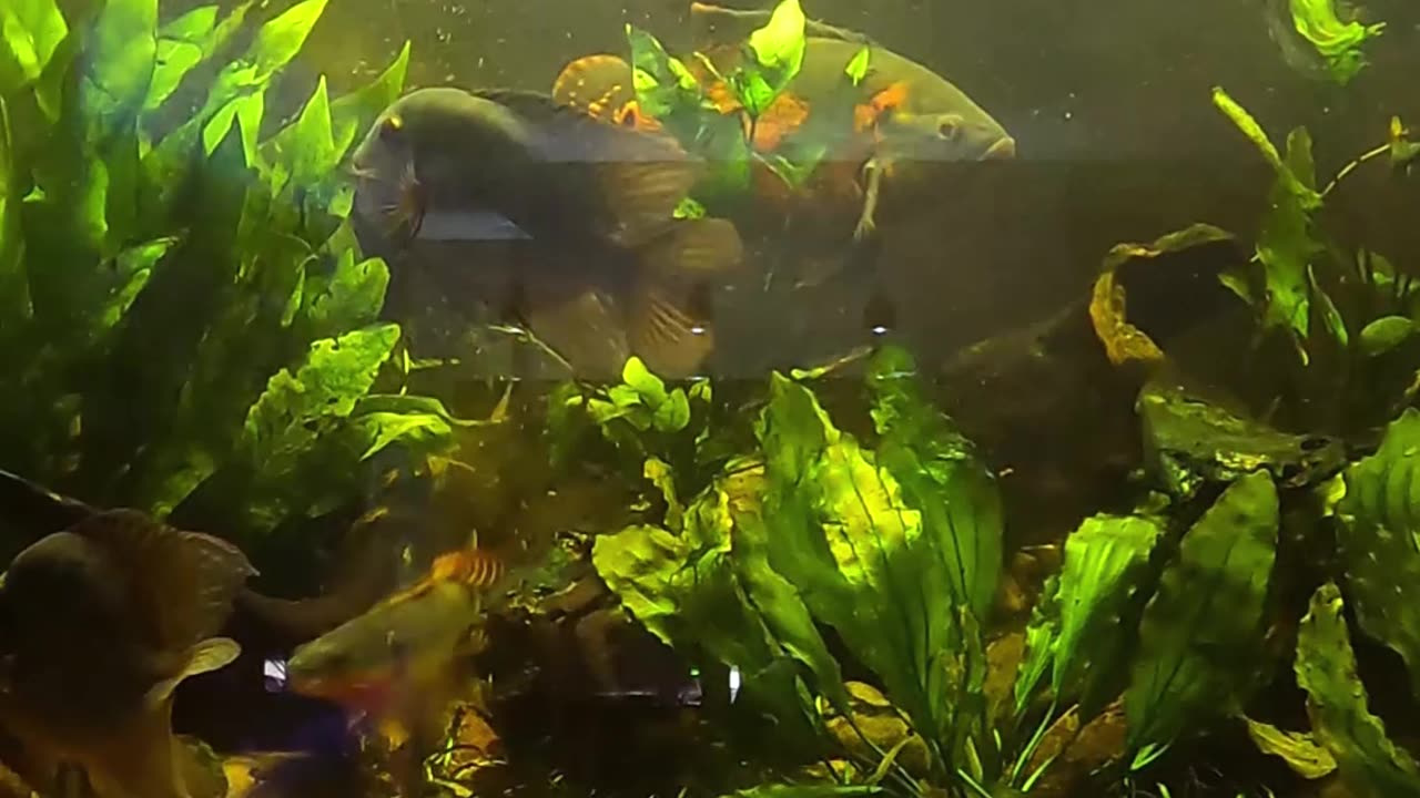 Why I Don't Hand Feed my Fish!