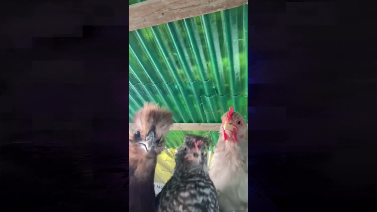 Groovy Chickens Get Down! 💃🐓