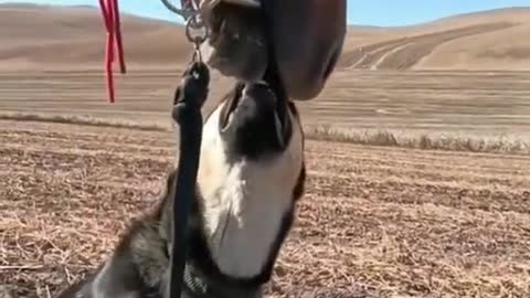 The dog was bullied by the horse