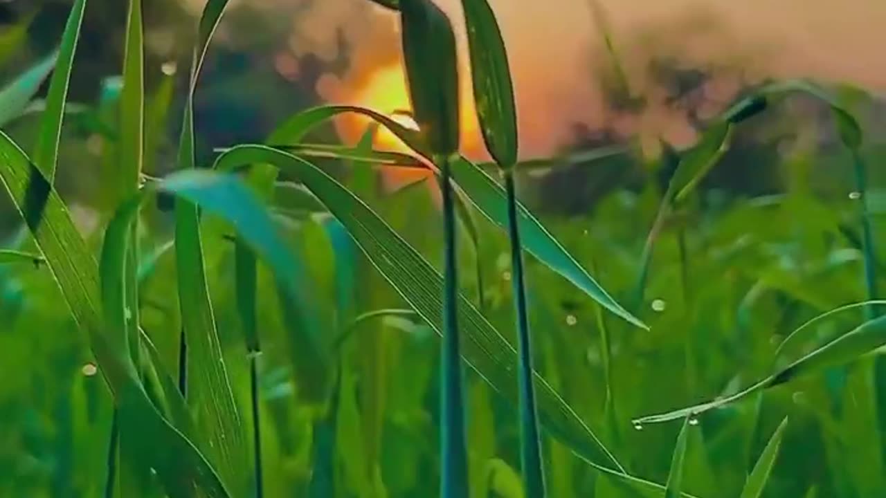 Nature_Status_in_India