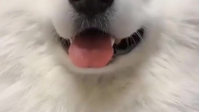 Cute Dogs.Ear Tricks by Funny Dog.Funny Dog Videos