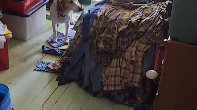 Howling Beagles