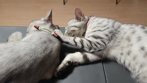 Cat sisters