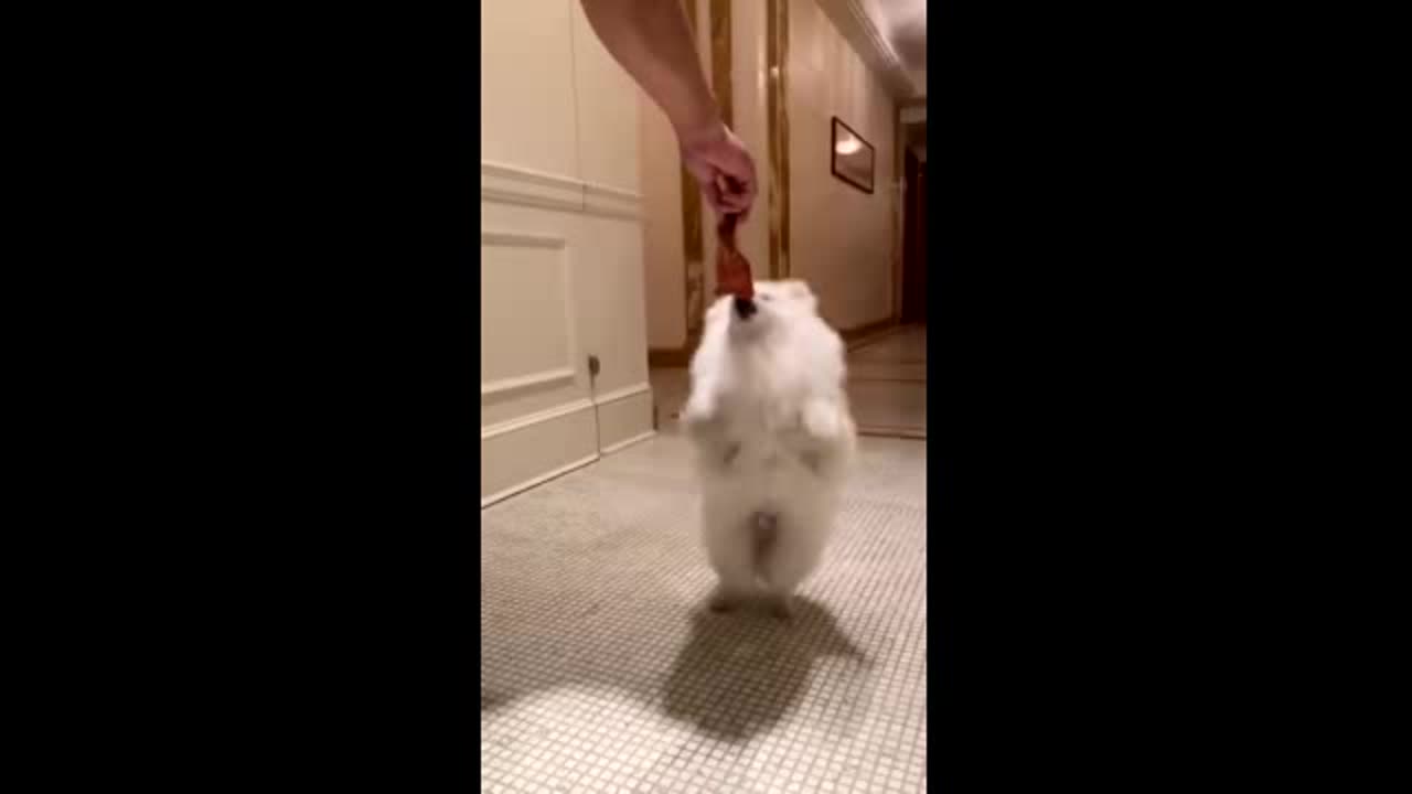 20190515文贵先生视频：一个牛耳朵的诱惑，SNOW兴奋不己！一切都是刚刚开始！