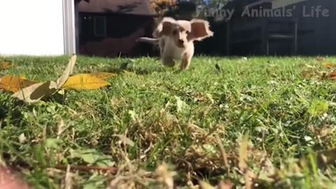 61 Best Funny Videos Of Dogs 🐶 And Cats 😹 Try Not To Laugh!
