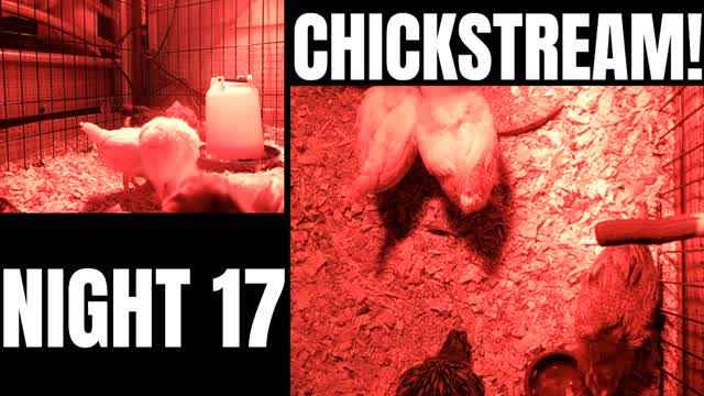 CHICKSTREAM! | Night 17 - Busy Little Birds!