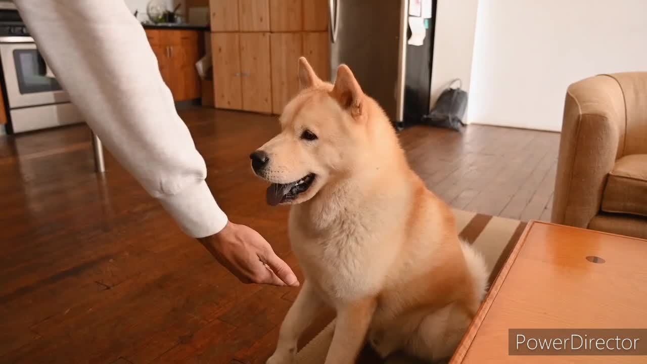 A 🐕 cute trained dog 🐕 video