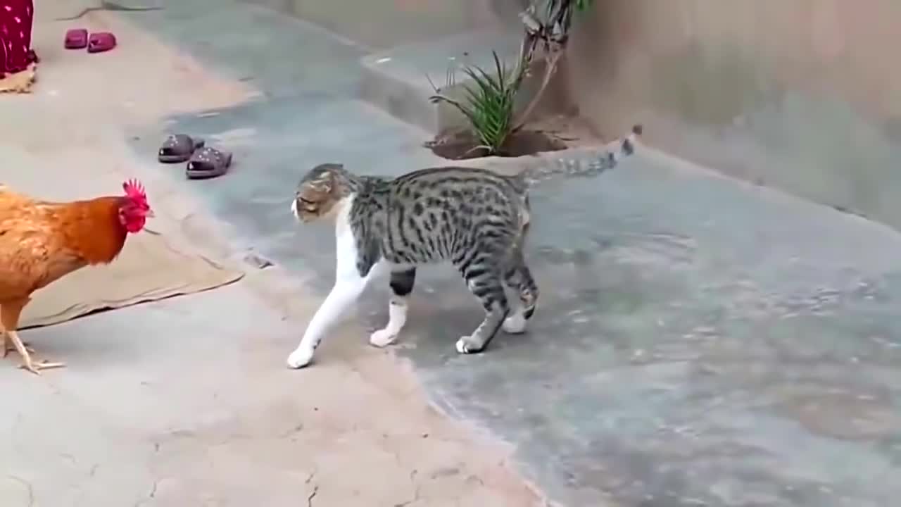 Cat vs chicken fight