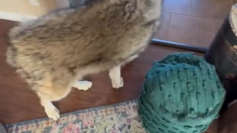 Wolfdog is Scared of High Winds and Comes Inside to Chill Out