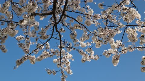 Blue sky and pink cherry blossoms