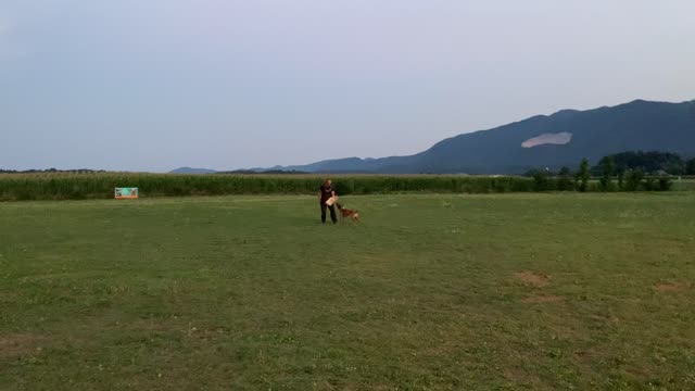 Belgian Malinois - IGP training