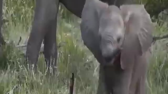 Horrifying... Angry Mother Elephant Attack Lion Madly To Protect Her Cubs - Elephant Vs Lion