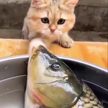 Very beautiful this cat with fish
