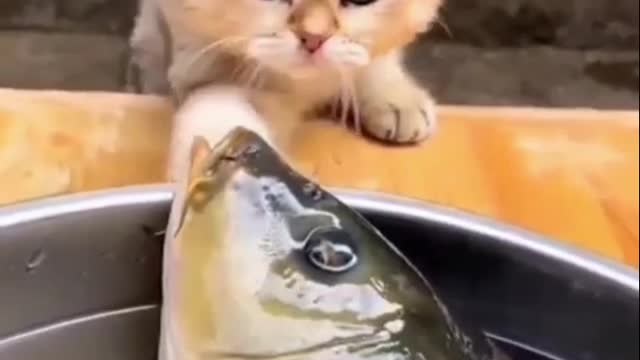 Very beautiful this cat with fish