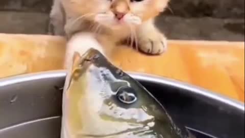 Very beautiful this cat with fish