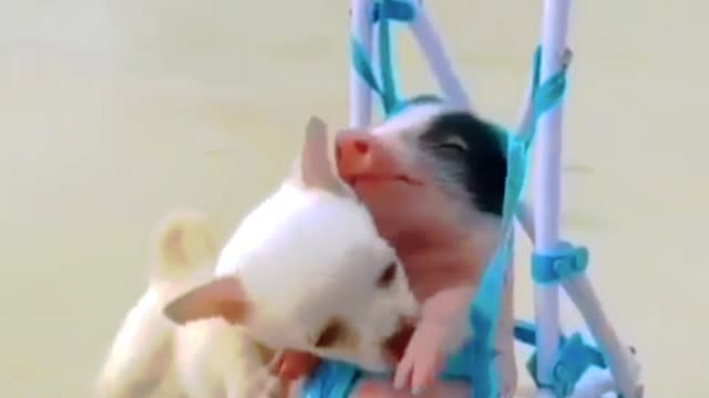 Cute Dog Video Dog Best Friend
