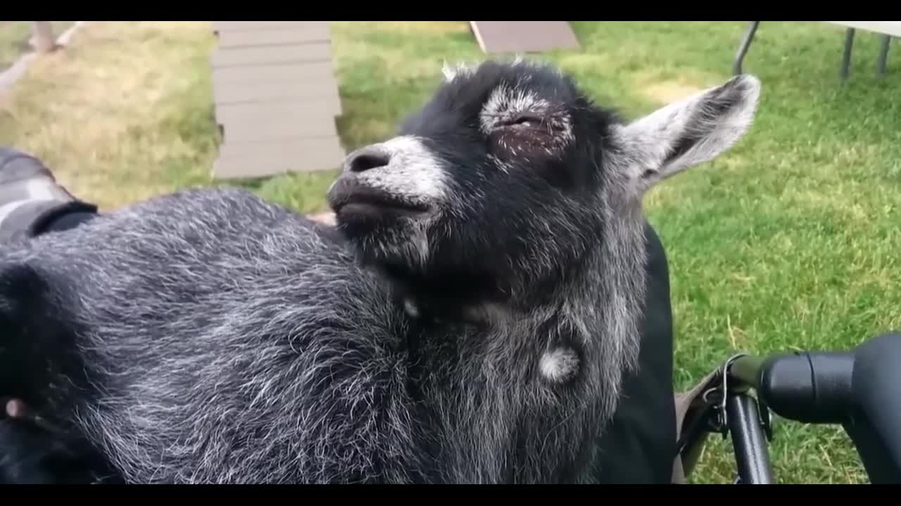 dozing goat