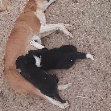 When the puppy mother is tired and the children are hungry