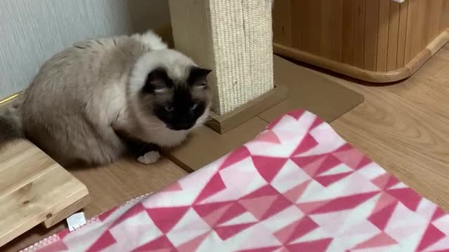 Cat plays toy in a blanket