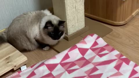 Cat plays toy in a blanket