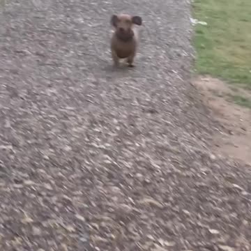 Dachshund Was Brave Until It Wasn't 🤣