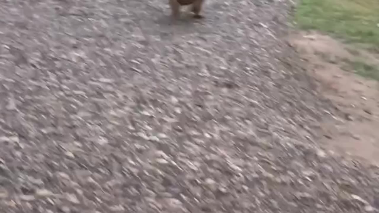 Dachshund Was Brave Until It Wasn't 🤣