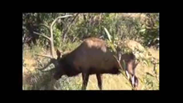 The Season of Elk - Rocky Mountain National Park