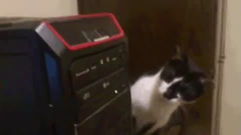 😂😂 CAT AND PC 😂😂