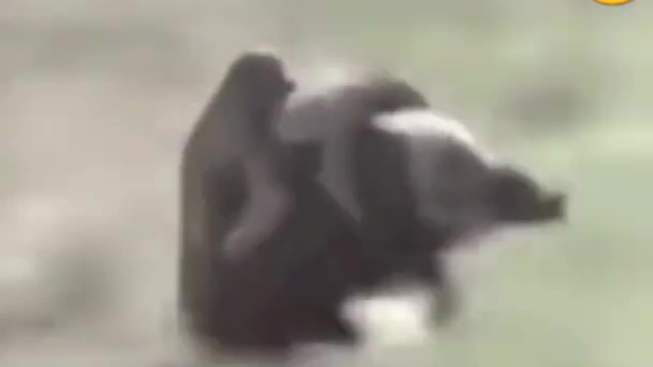 funny animal #shorts #short #shortsfeed #animals #funny #funnyvideo #funnyvideos #wildlife