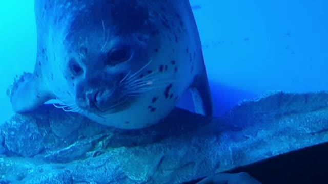 Harp Seal can not eye contact