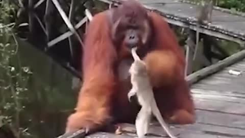 funny videos are fun and entertainment