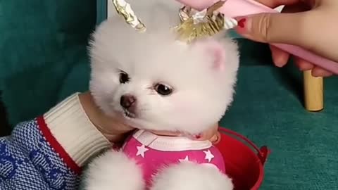 Cute dog
