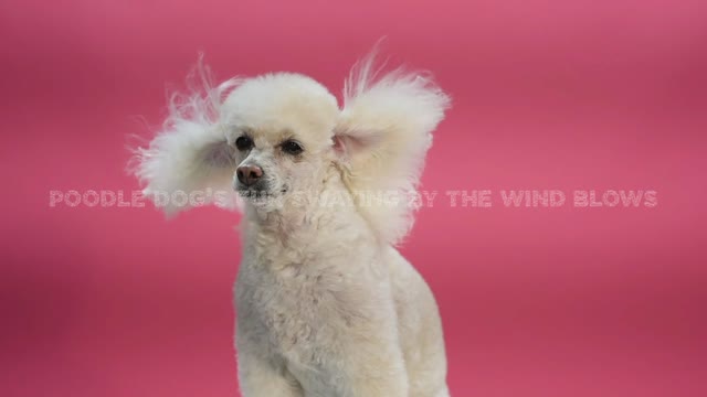 Poodle Dog's Fur Swaying By The Wind Blows
