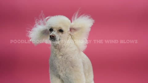 Poodle Dog's Fur Swaying By The Wind Blows