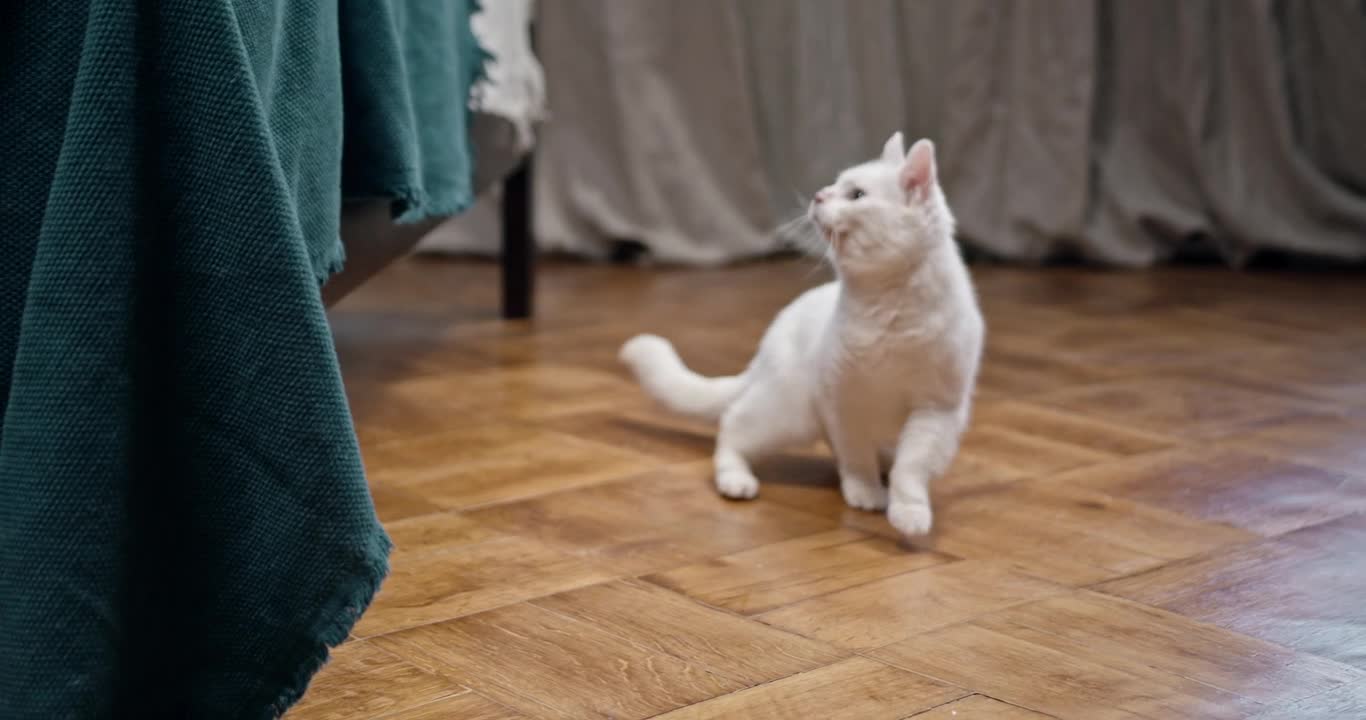 A White Cat On The Floor