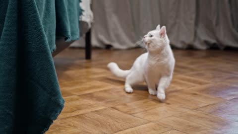 A White Cat On The Floor