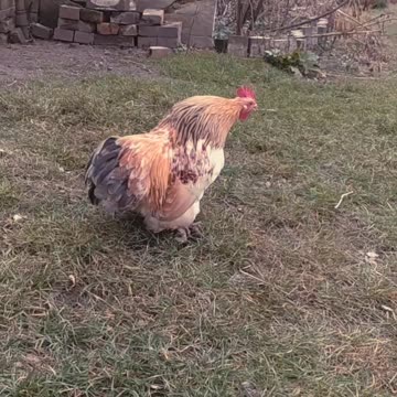 Cute rooster