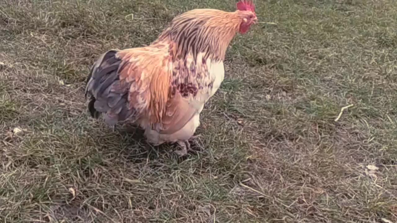 Cute rooster