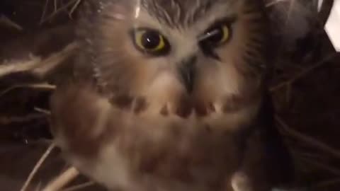 Trapped Owl Rescued and Released